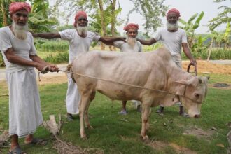 Full Cow Processing & Kosha Curry Cooking by Grandpa - Huge Traditional Iftar & Beef Dinner