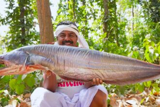 10 kg Big size pond fresh Boal fish cutting and cooking for village people | villfood Kitchen