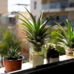 How to Recycle a Pineapple Top – One Green Planet