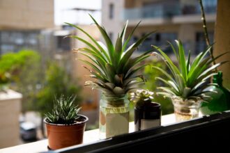 How to Recycle a Pineapple Top – One Green Planet