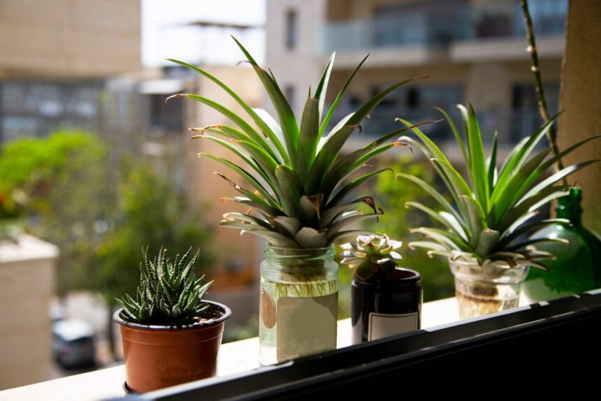 How to Recycle a Pineapple Top – One Green Planet