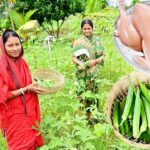 নিজেদের বাগানে সবজি তুলে পোস্ত ভেন্ডি রান্না করলাম সাথে চিকেন কারি রেসিপি আর খাওয়া দাওয়া