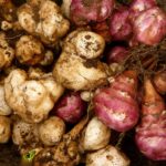 A Guide to Growing and Preparing Jerusalem Artichokes – One Green Planet