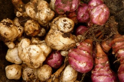 A Guide to Growing and Preparing Jerusalem Artichokes – One Green Planet