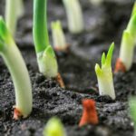 10 Vegetables to Grow Anytime! – One Green Planet