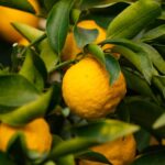 Health Benefits and Uses of This Citrus Fruit – One Green Planet