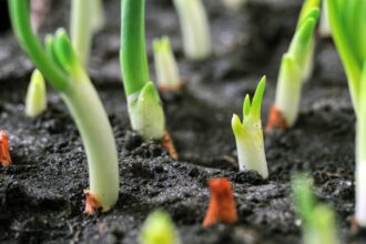 10 Vegetables to Grow Anytime! – One Green Planet