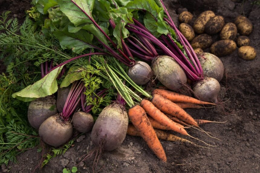 Troubleshooting Common Issues in Growing Root Vegetables – One Green Planet