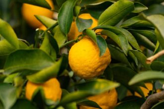 Health Benefits and Uses of This Citrus Fruit – One Green Planet