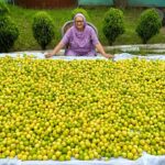 200 Kg Lemon Pickle Making | Punjabi Nimbu Ka Achar Recipe | Pickle Recipe | Veg Village Food