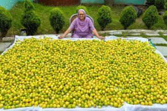 200 Kg Lemon Pickle Making | Punjabi Nimbu Ka Achar Recipe | Pickle Recipe | Veg Village Food