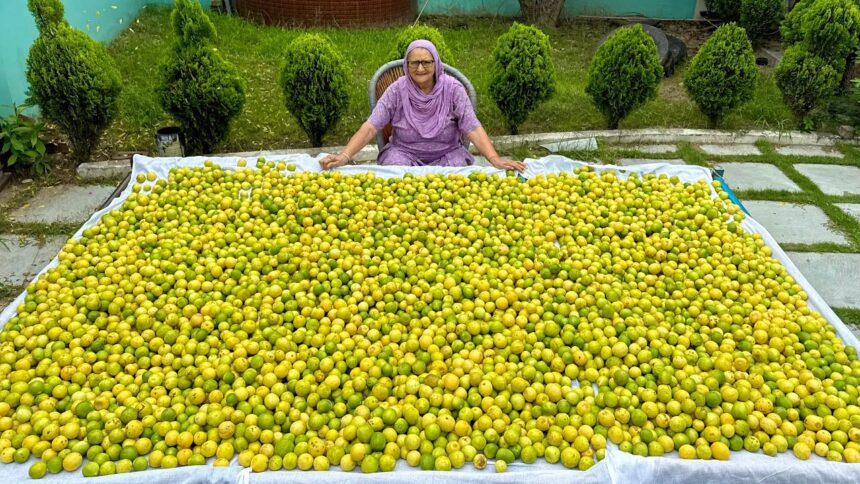 200 Kg Lemon Pickle Making | Punjabi Nimbu Ka Achar Recipe | Pickle Recipe | Veg Village Food