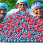 BLUEBERRY & RASPBERRY | Delicious Fruit Rava Kesari Recipe Cooking in American Village | Sooji Sweet