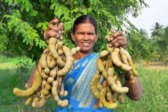 Roasted Tamarind Recipe | Rasam Cooking Village | Raw Tamarind Curry Recipe | Side Dish Recipes