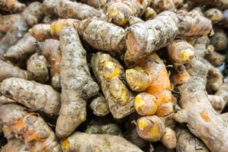 Master Growing, Harvesting, and Using Fresh Turmeric at Home! – One Green Planet