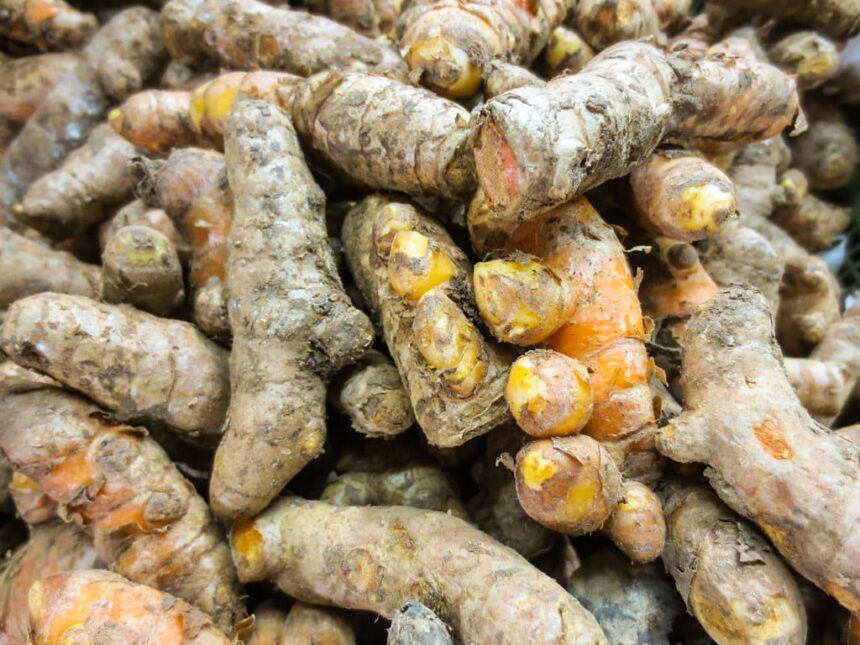 Master Growing, Harvesting, and Using Fresh Turmeric at Home! – One Green Planet