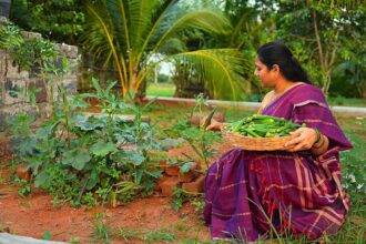 I made DAHI BHINDI for lunch, Crispy Ladies Finger/Okra Chips for eve snack | The Traditional Life