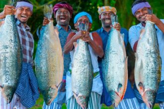 SALMON FISH | American Salmon Grill & Indian Style Fish Gravy Cooking in USA Village | Omega 3 Food