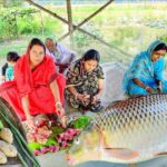 গরমের শুরুতেই শুক্তো রান্না করলাম সাথে 3 কেজি ওজনের আমেরিকান রুই মাছ কেটে রান্না আর খাওয়া দাওয়া