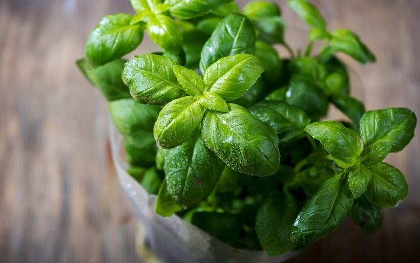 10 Must-Have Spices for Flavorful Veg Cooking – One Green Planet