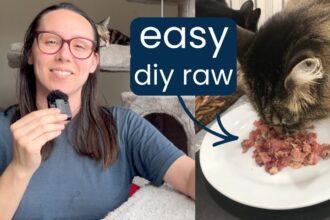 7 homemade raw cat food recipes (beginner to advanced)